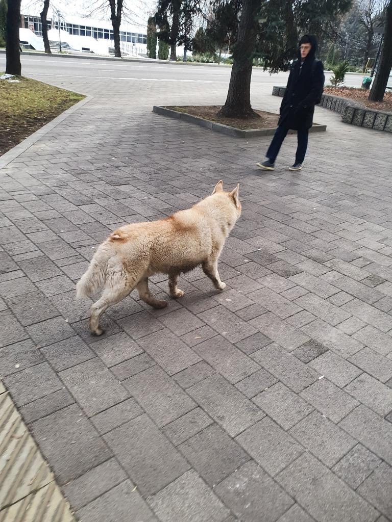 Найдена собака в Нальчике — фото объявления