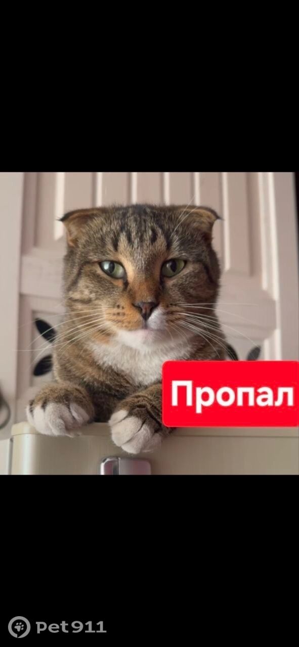 Пропала кошка в Нальчике — фото объявления