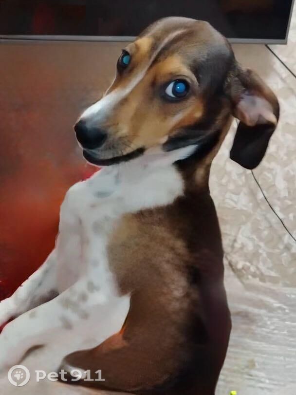 Пропала собака в Нальчике — фото объявления