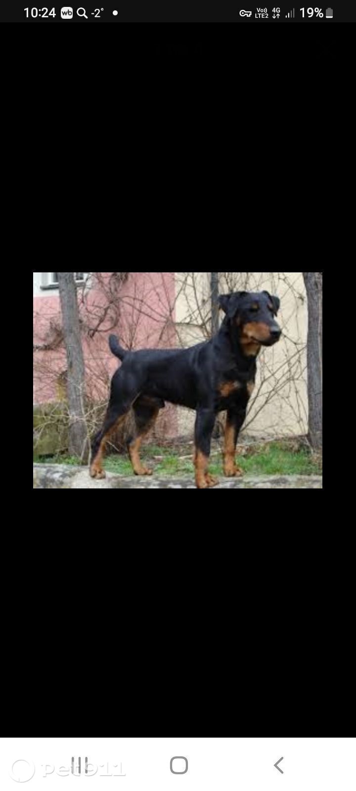 Пропала собака в Нальчике — фото объявления