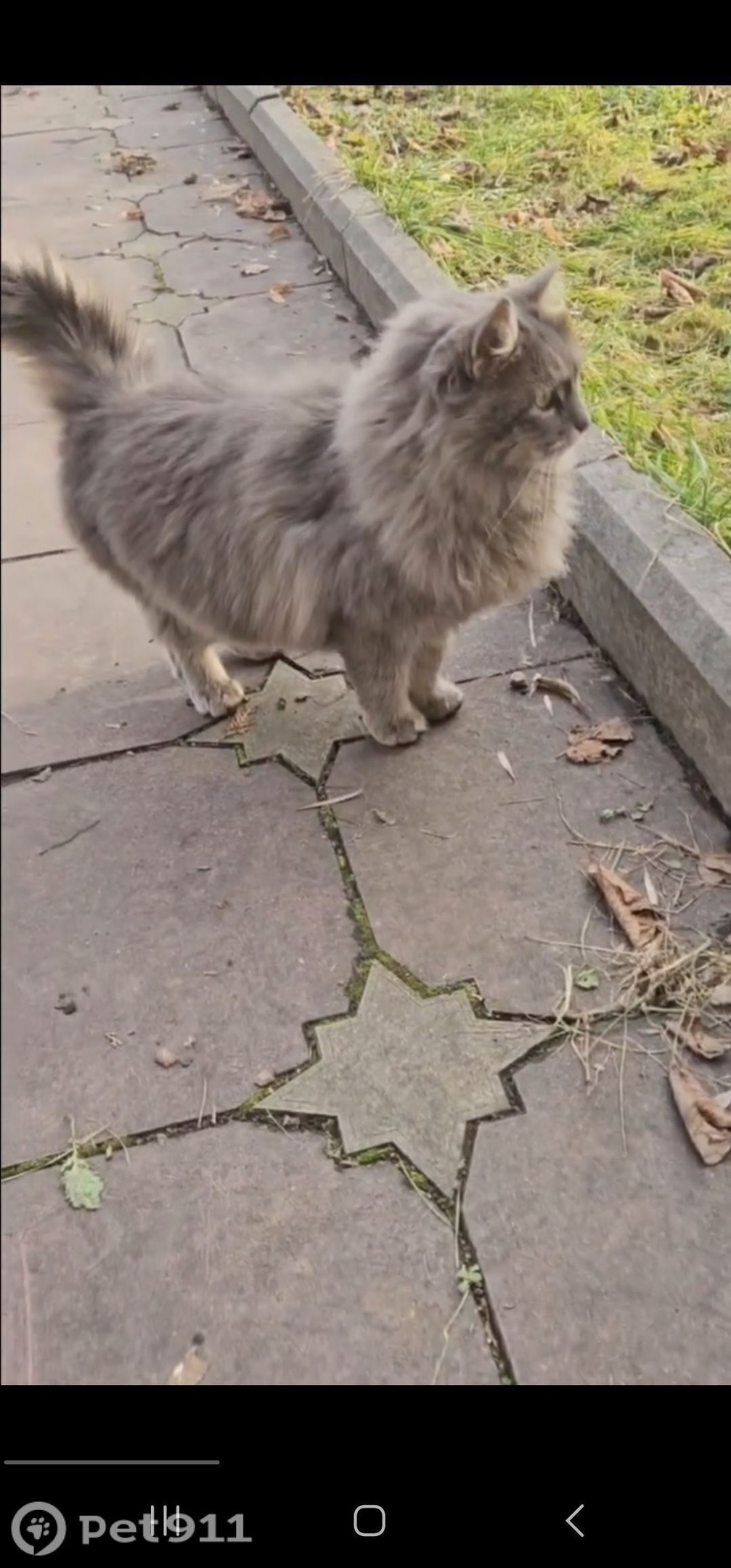 Найдена кошка в Нальчике — фото объявления