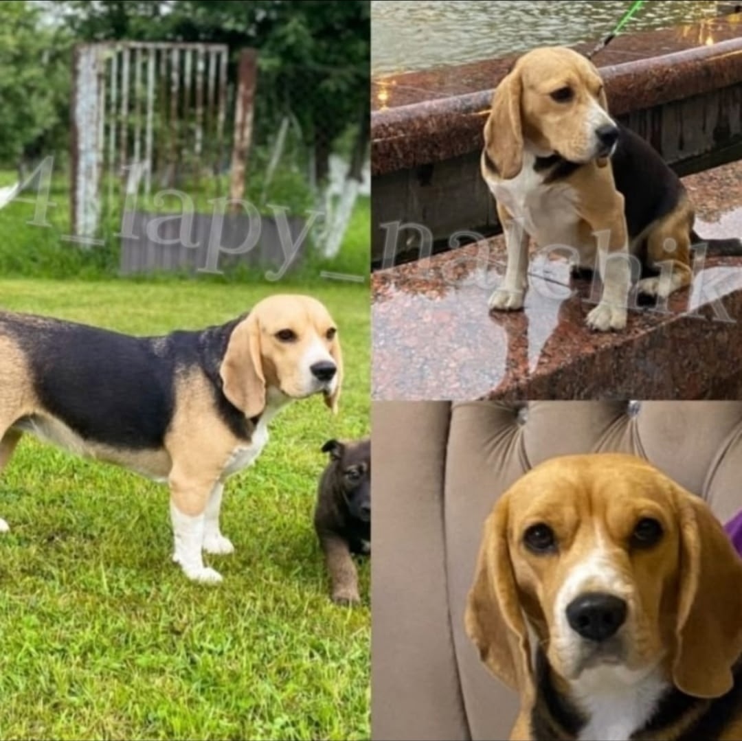 Пропала собака в Нальчике — фото объявления