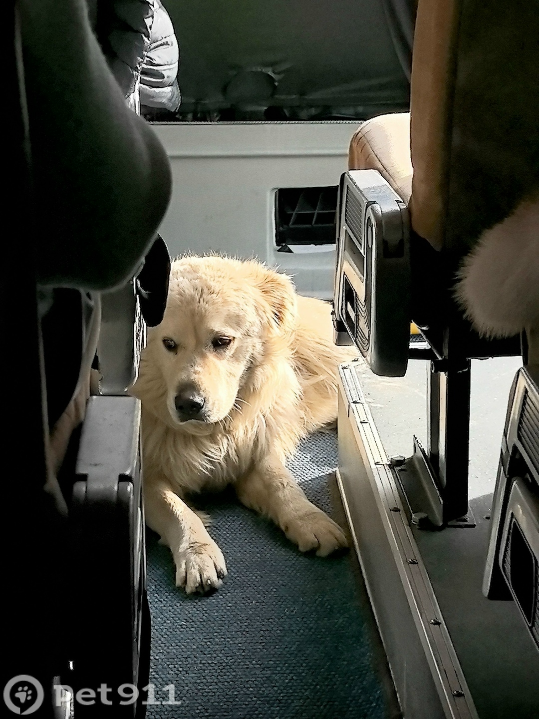 Найдена собака в Нальчике — фото объявления