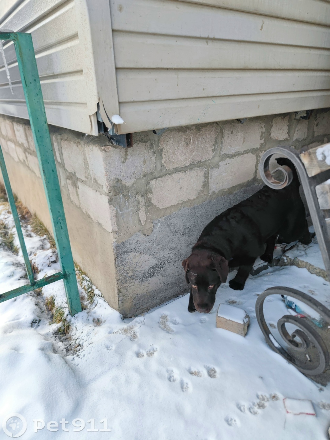 Найдена собака в Нальчике — фото объявления
