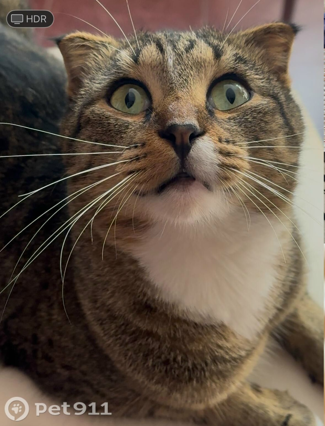 Пропала кошка в Нальчике — фото объявления