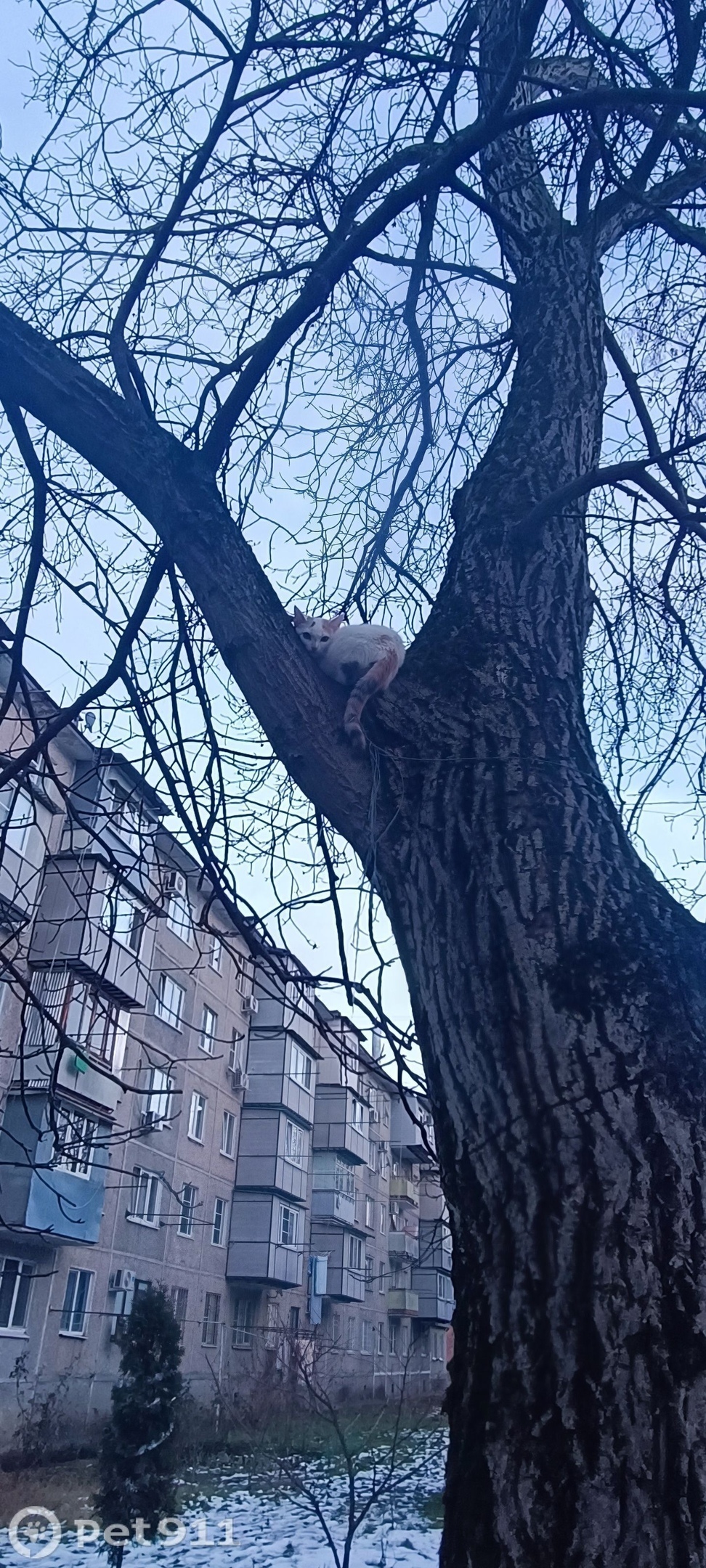 Найдена кошка в Нальчике — фото объявления