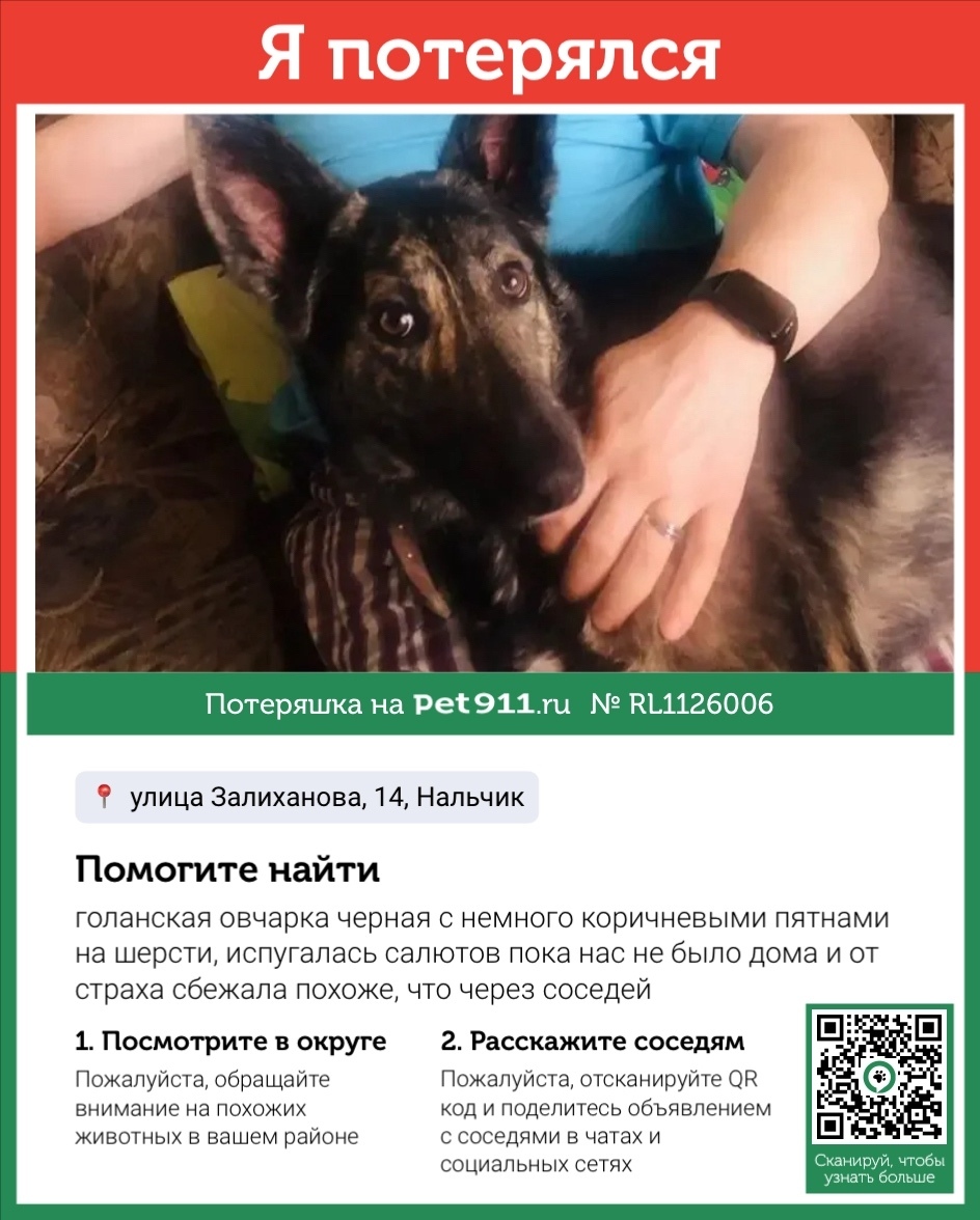 Пропала собака в Нальчике — фото объявления
