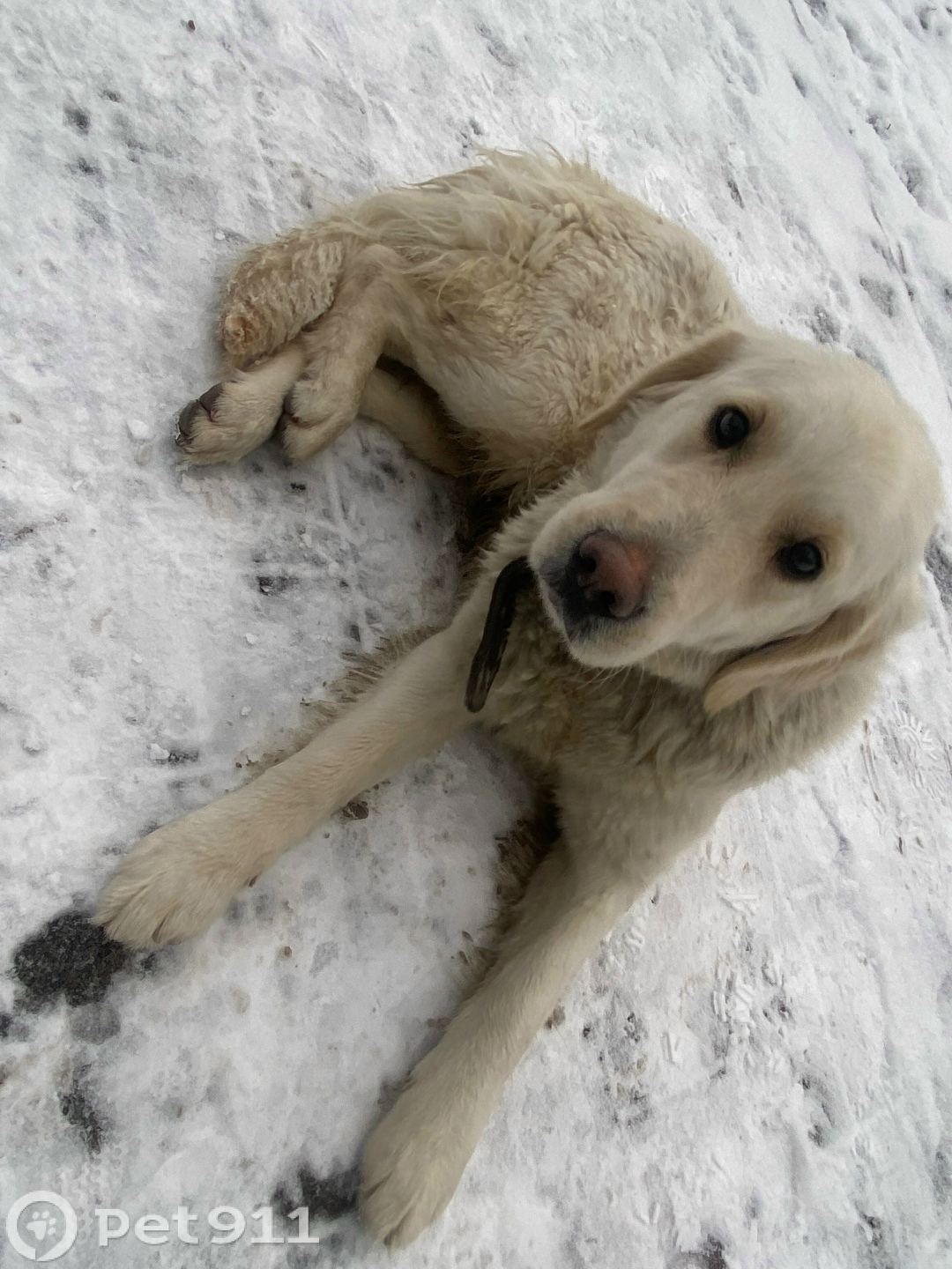 Найдена собака в Нальчике — фото объявления