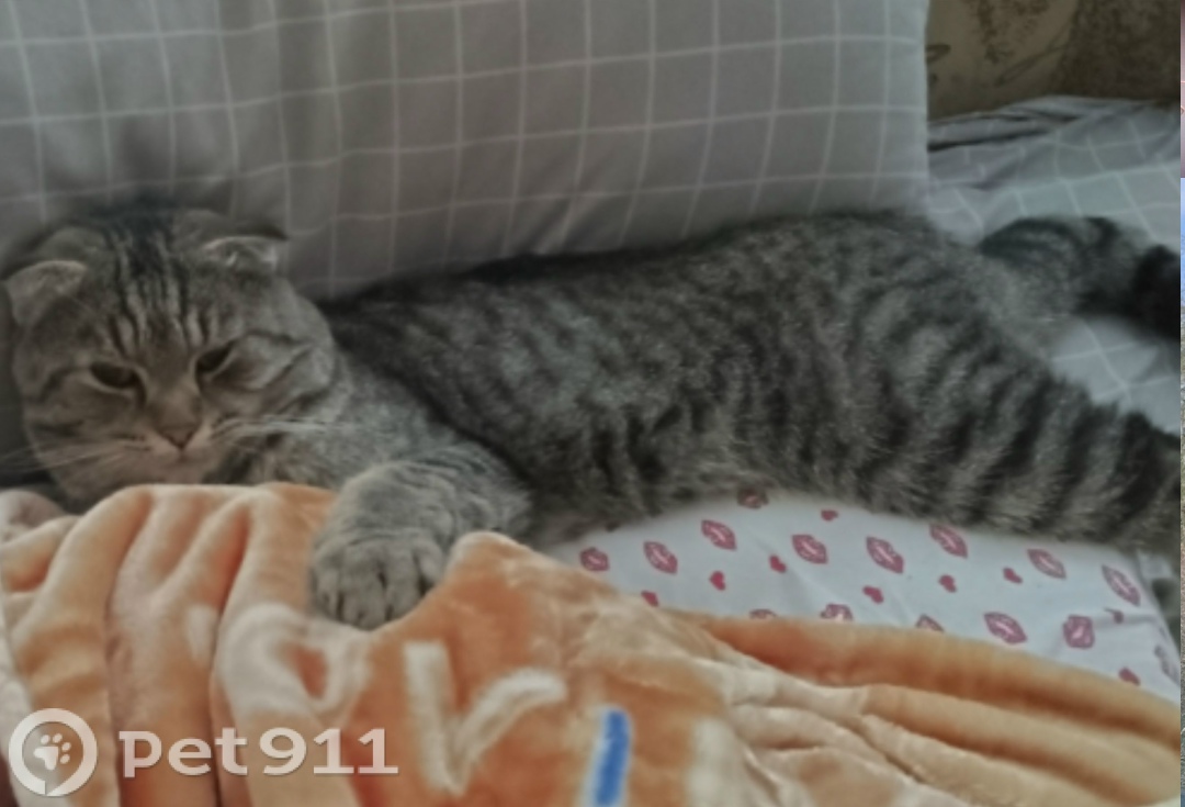 Пропала кошка в Нальчике — фото объявления