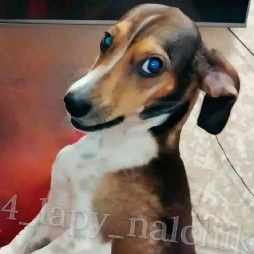 Пропала собака в Нальчике — фото объявления