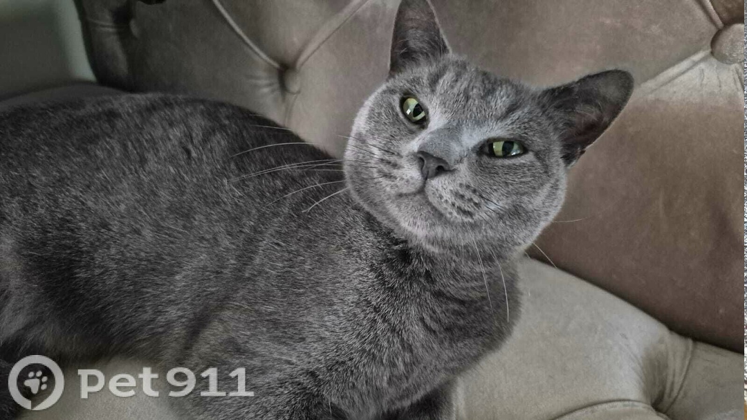 Пропала кошка в Нальчике — фото объявления