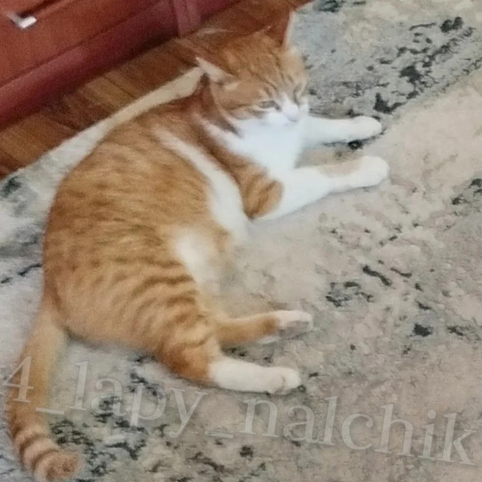 Пропала кошка в Нальчике — фото объявления