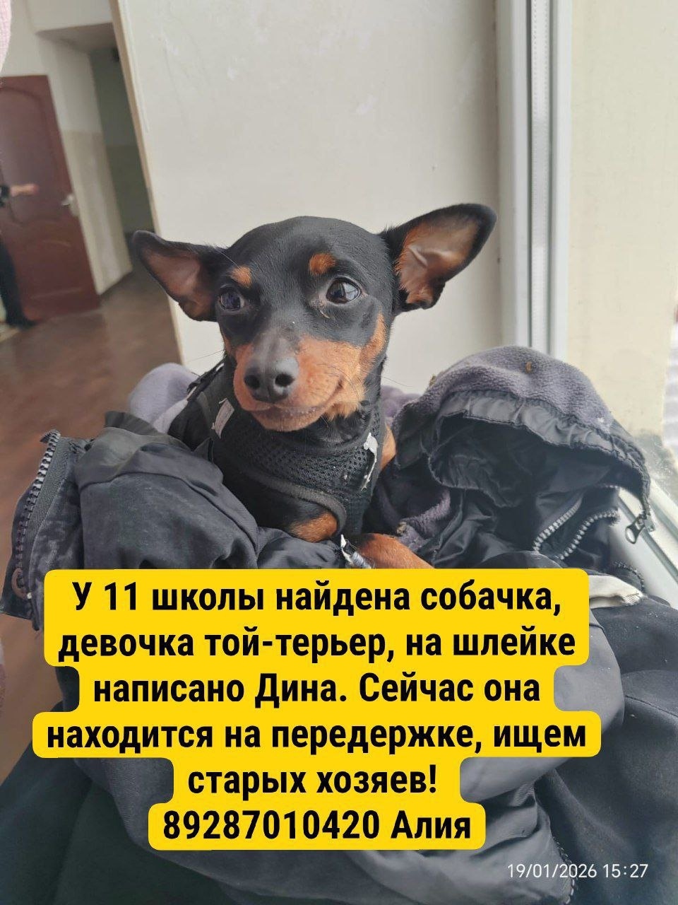 Найдена собака в Нальчике — фото объявления