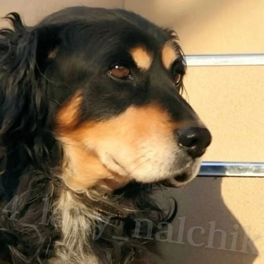 Пропала собака в Нальчике — фото объявления