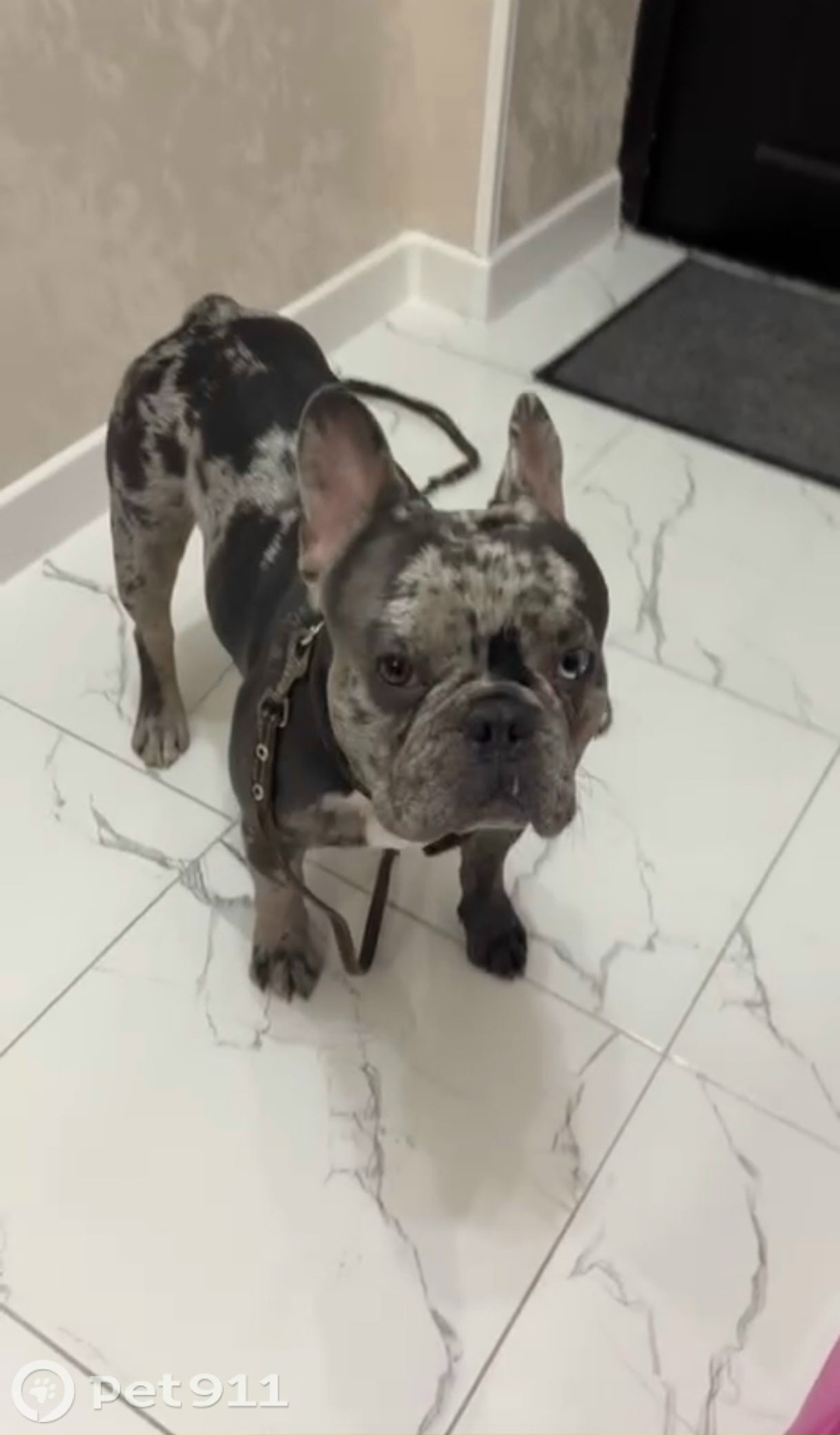 Найдена собака в Нальчике — фото объявления