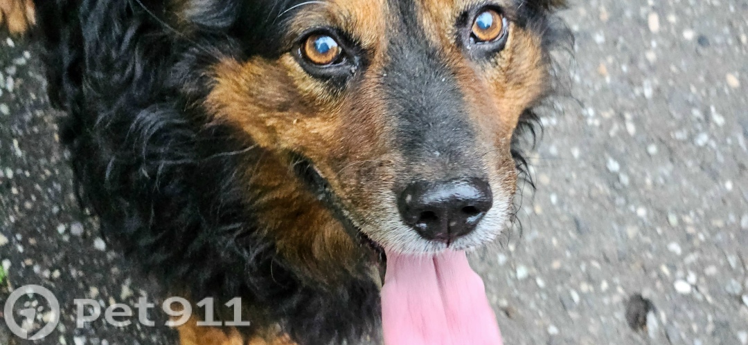 Пропала собака в Нальчике — фото объявления