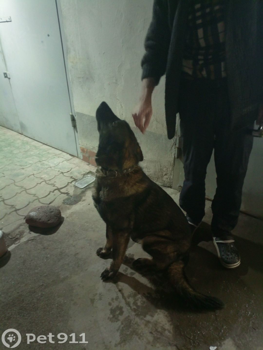 Найдена собака в Нальчике — фото объявления