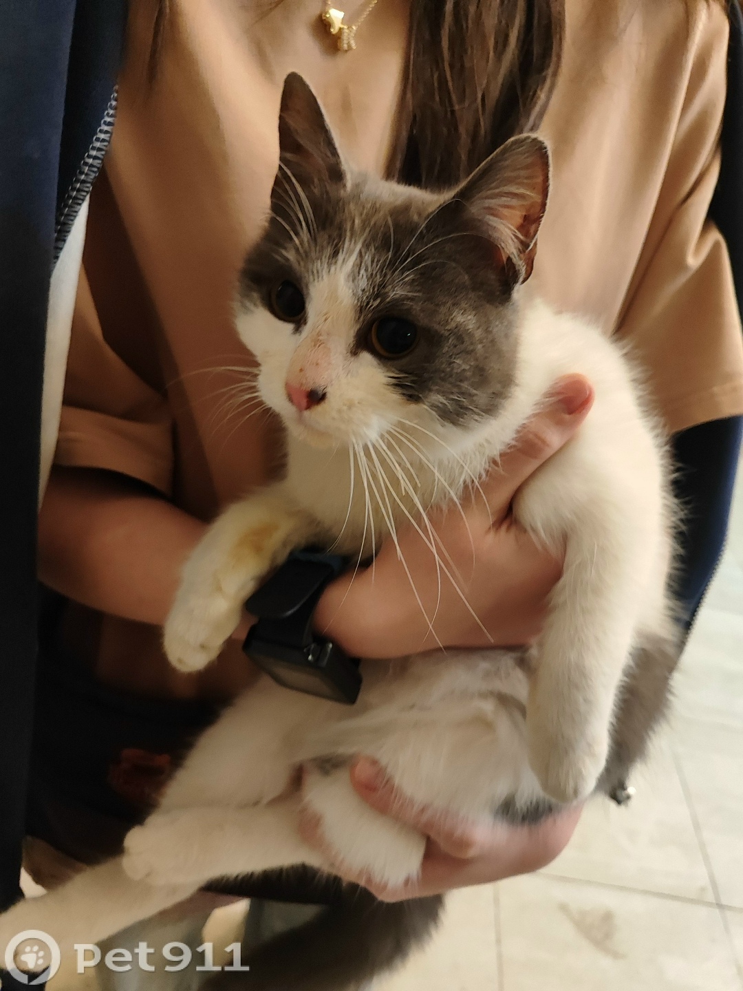 Найдена кошка в Нальчике — фото объявления