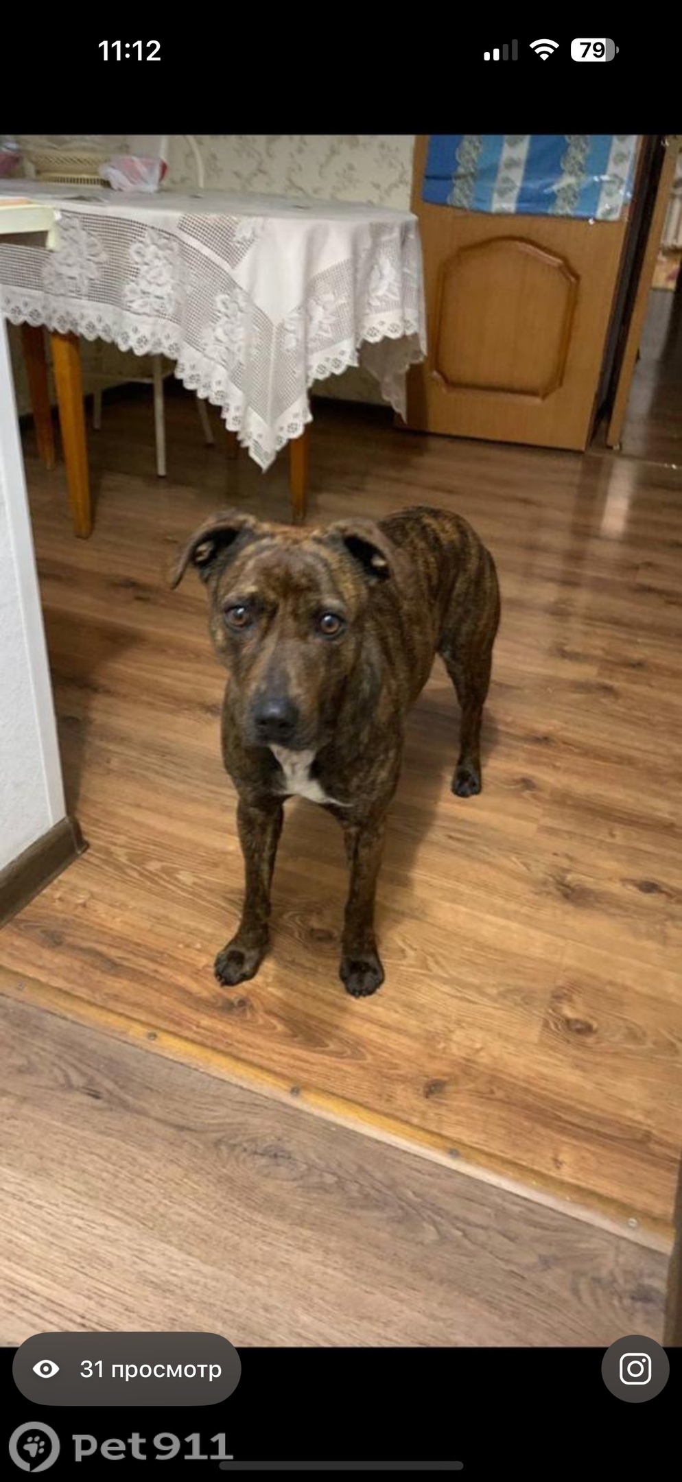 Найдена собака в Нальчике — фото объявления