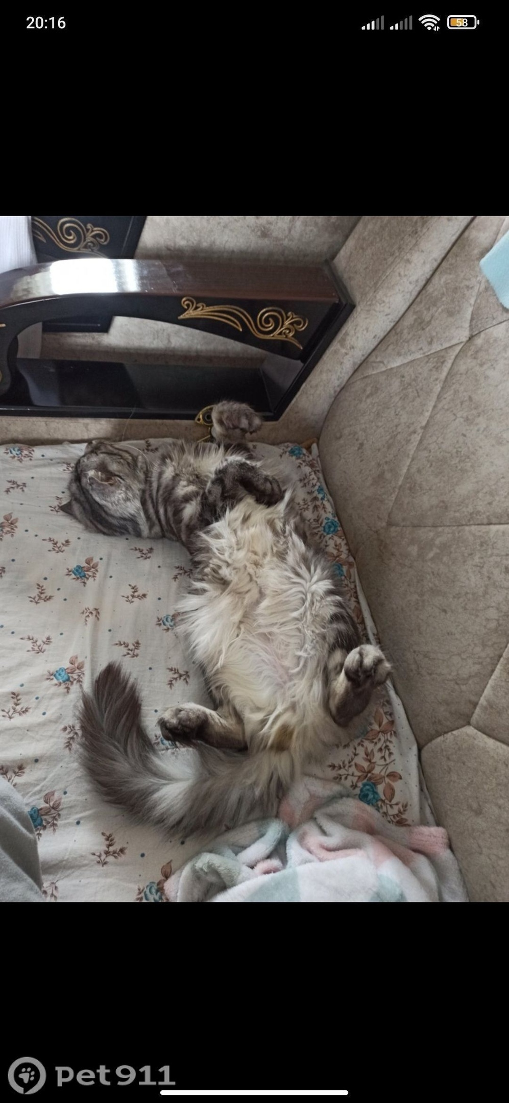 Пропала кошка в Нальчике — фото объявления