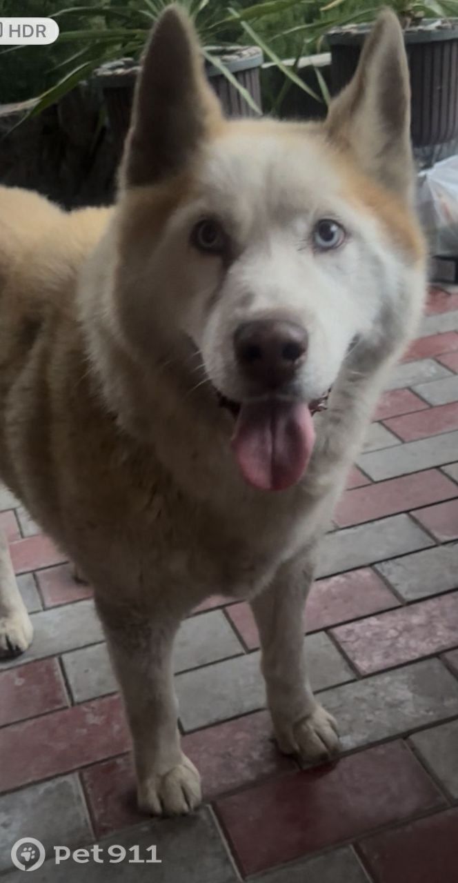 Пропала собака в Нальчике — фото объявления