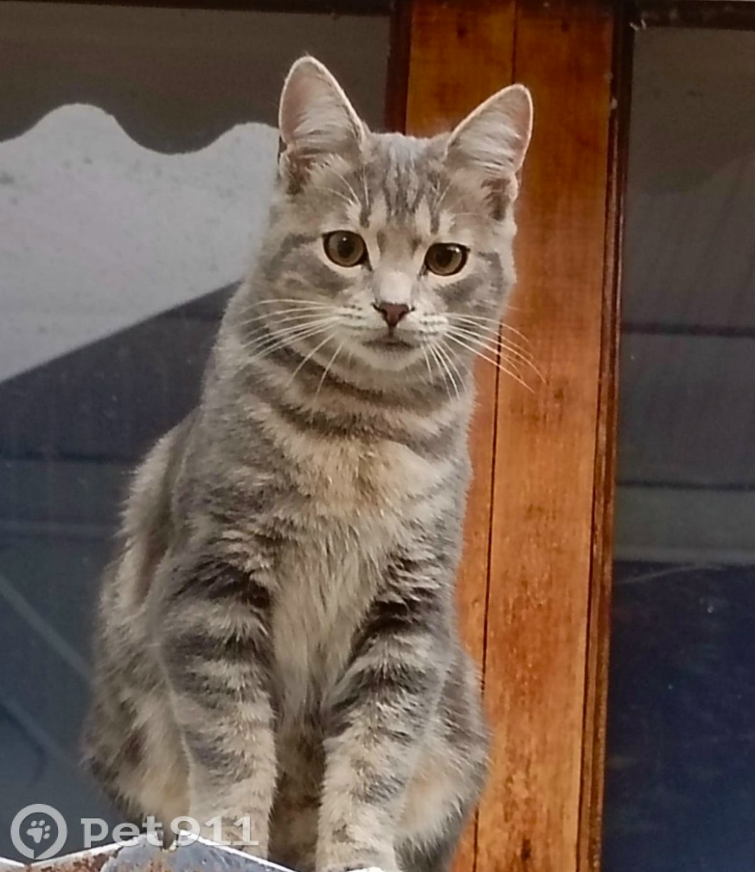 Найдена кошка в Нальчике — фото объявления