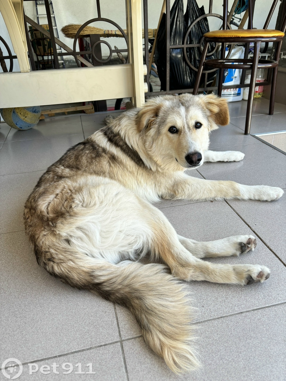 Пропала собака в Нальчике — фото объявления
