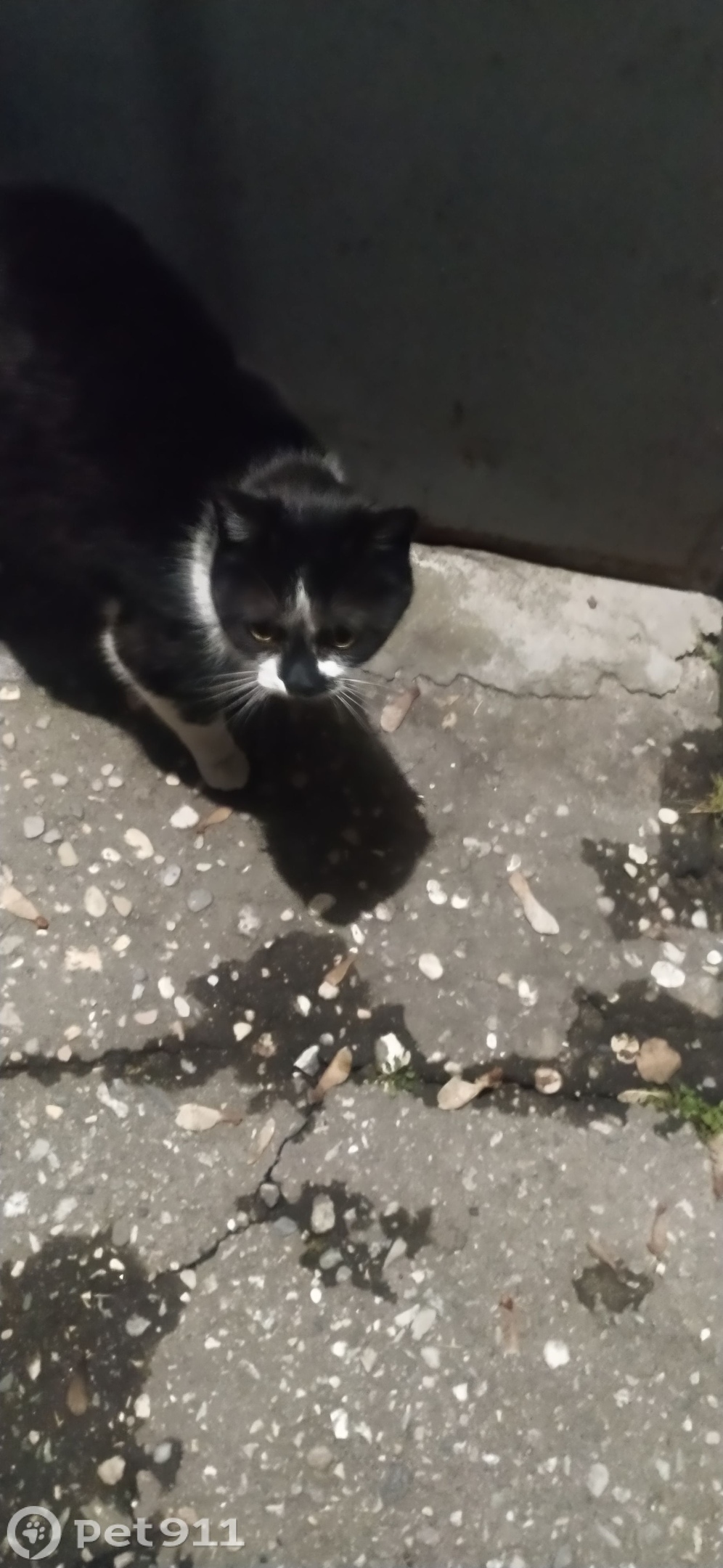 Найдена кошка в Нальчике — фото объявления