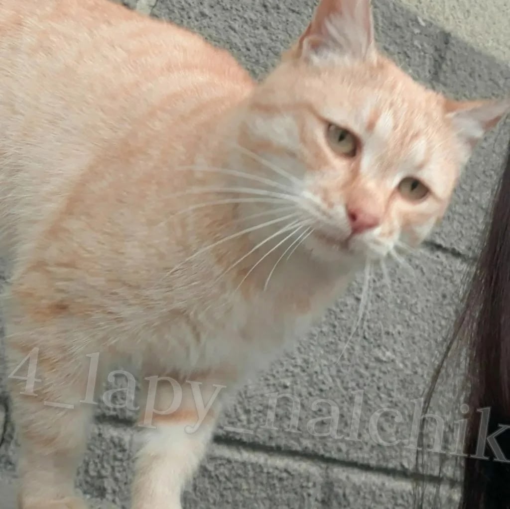 Пропала кошка в Нальчике — фото объявления