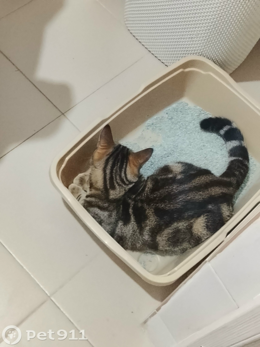 Пропала кошка в Нальчике — фото объявления