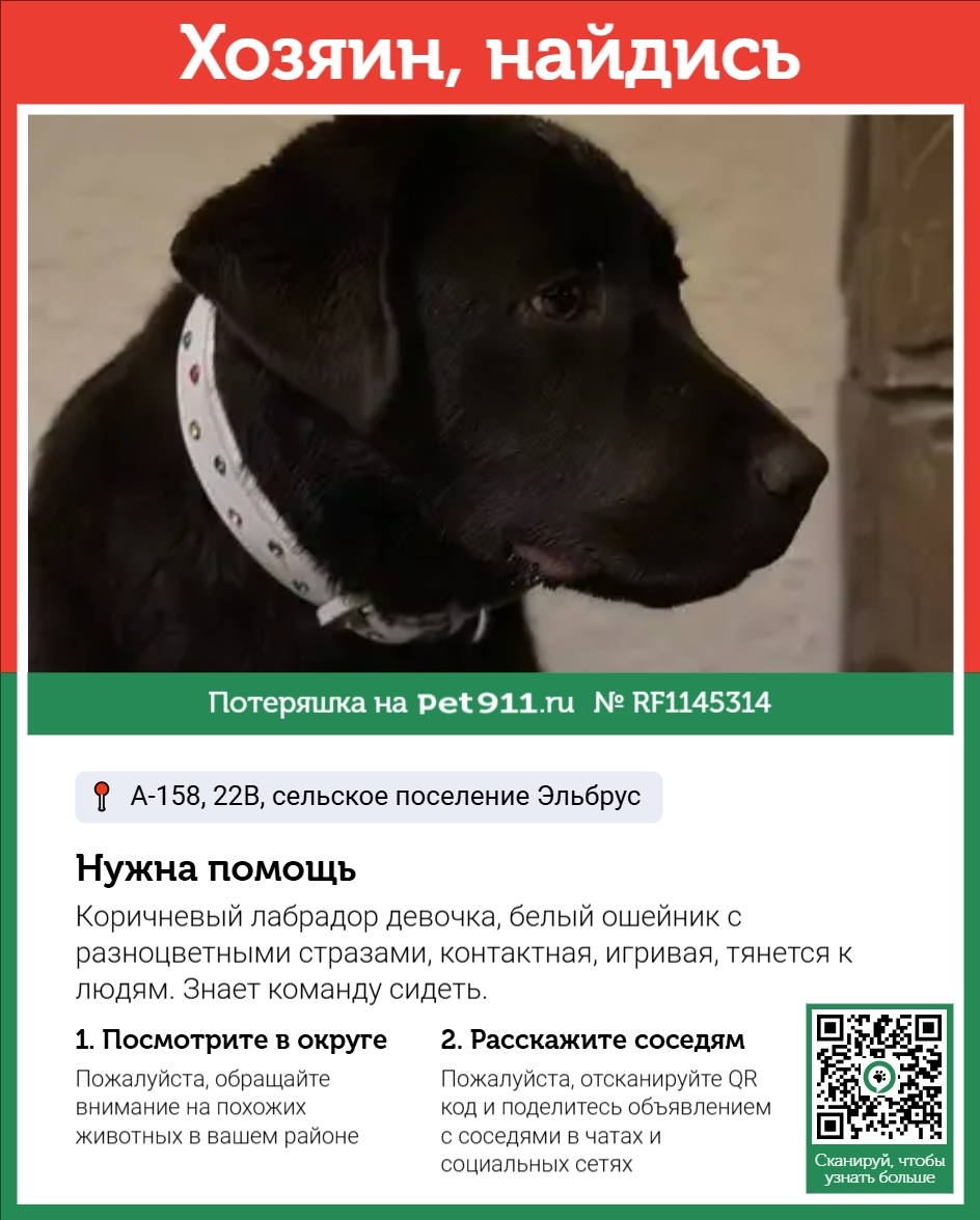 Найдена собака в Нальчике — фото объявления