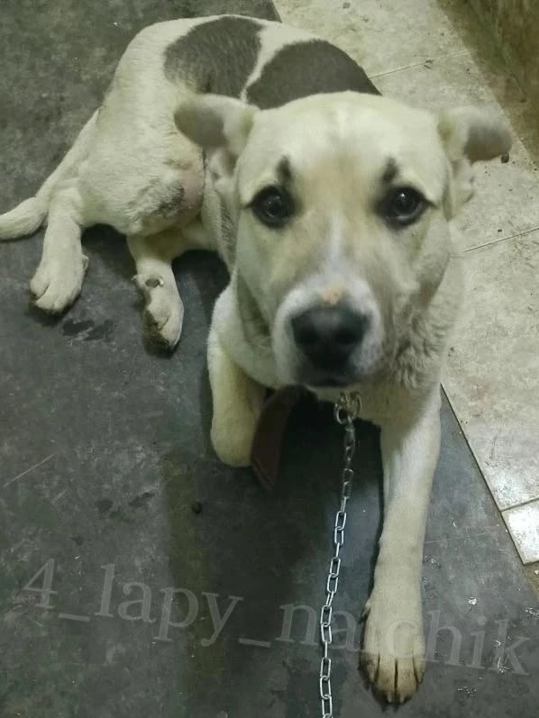 Найдена собака в Нальчике — фото объявления