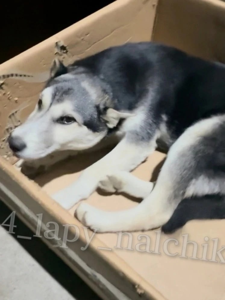 Пропала собака в Нальчике — фото объявления