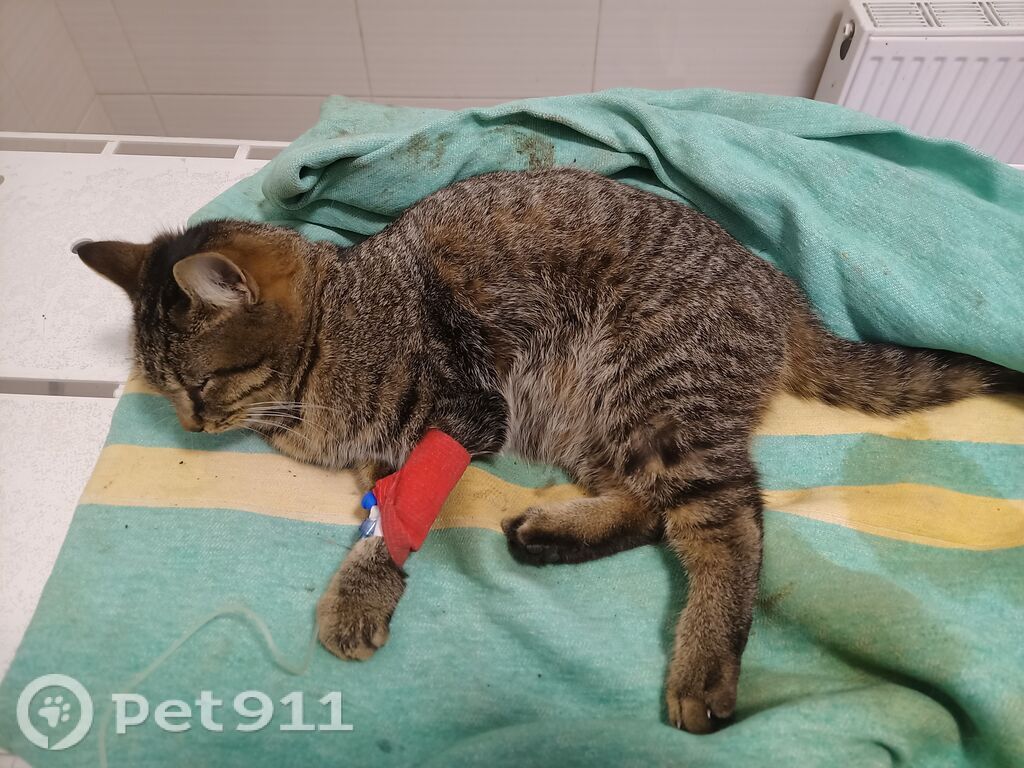 Найдена кошка в Нальчике — фото объявления