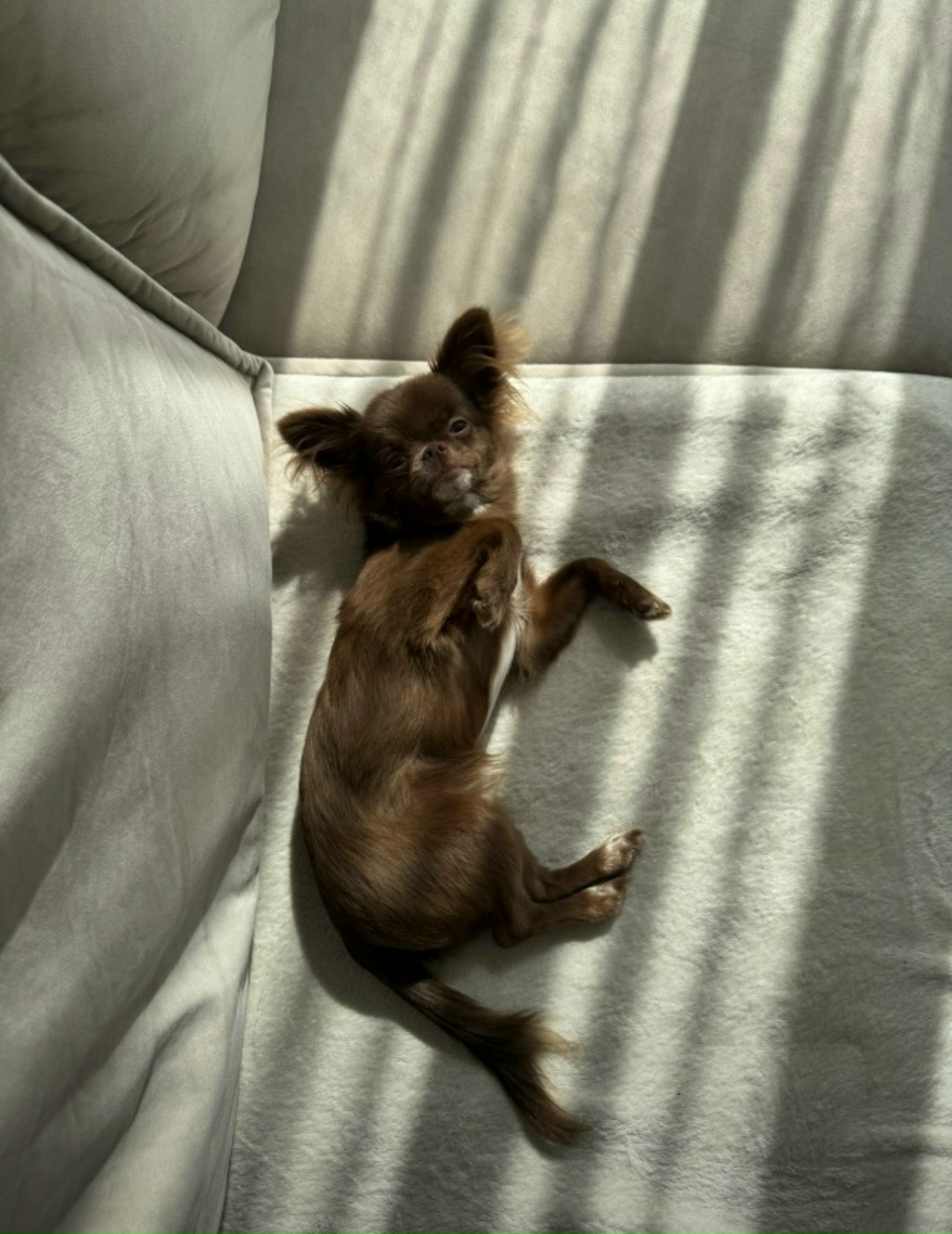 Пропала собака в Нижнекамске — фото объявления