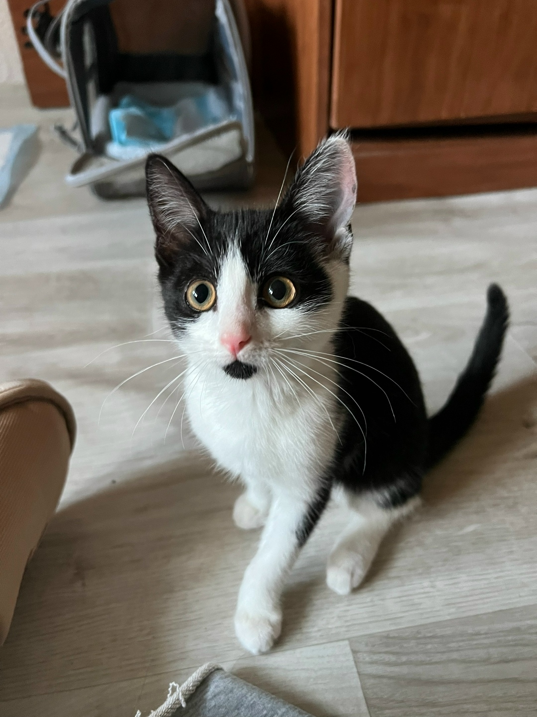 Найдена кошка в Нижнекамске — фото объявления