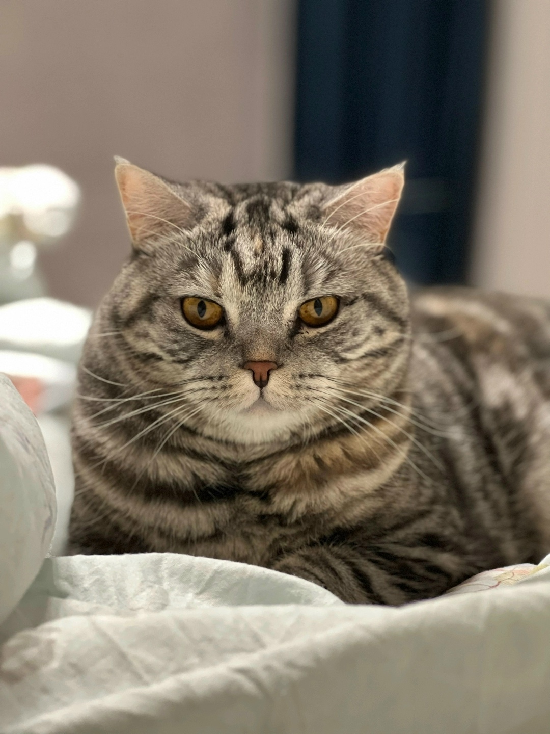 Пропала кошка в Нижнекамске — фото объявления