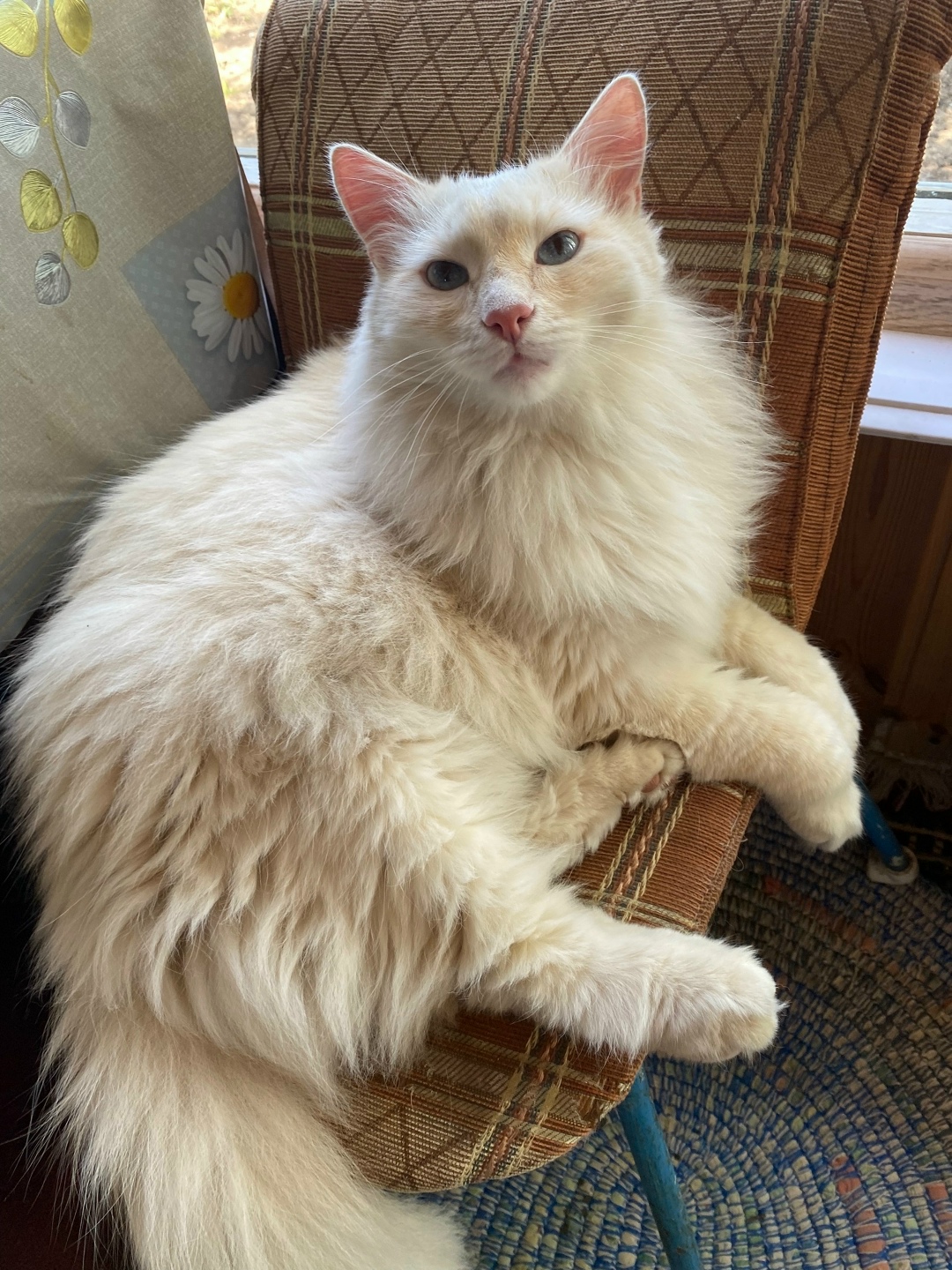 Пропала кошка в Нижнекамске — фото объявления