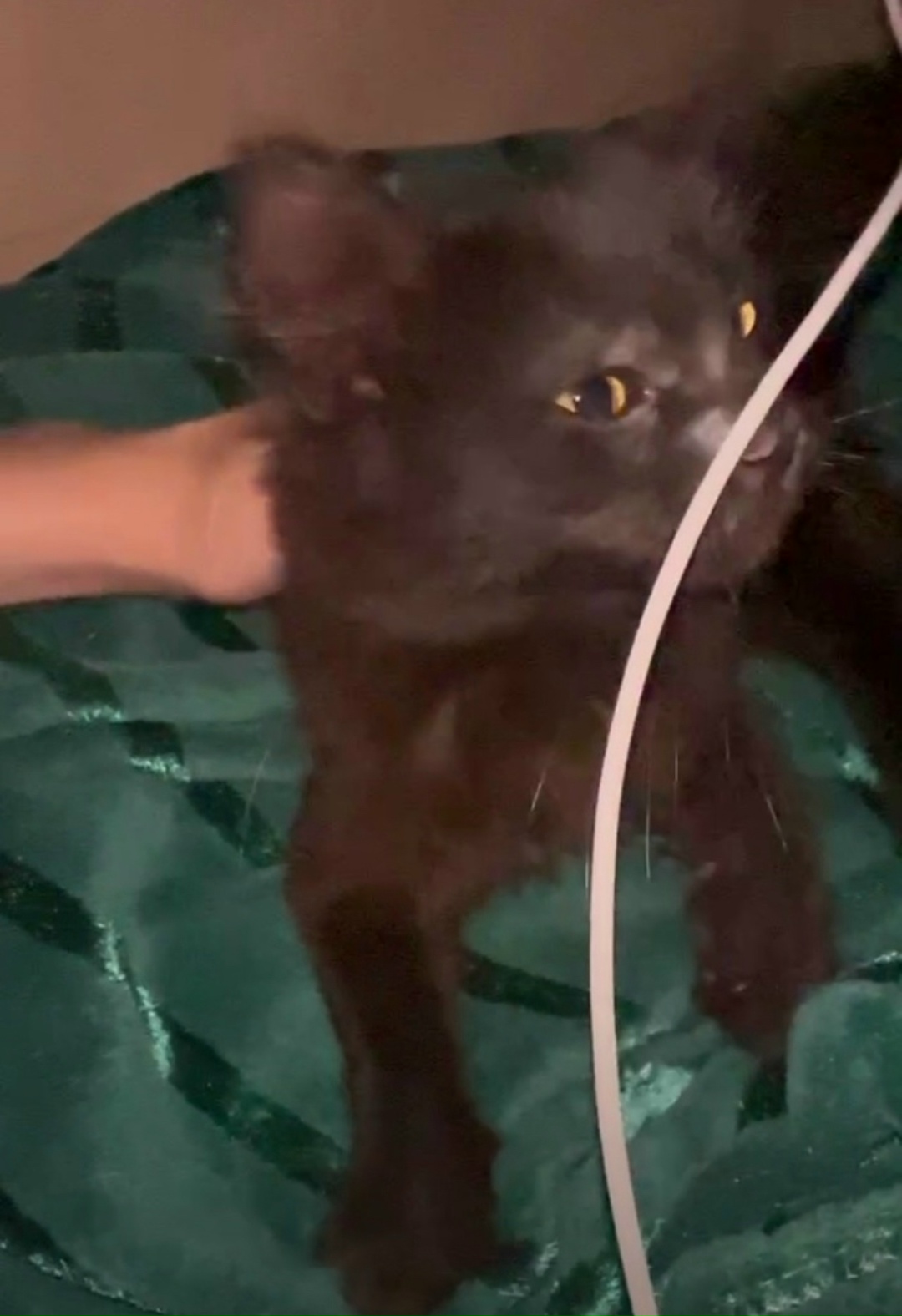 Пропала кошка в Нижнекамске — фото объявления