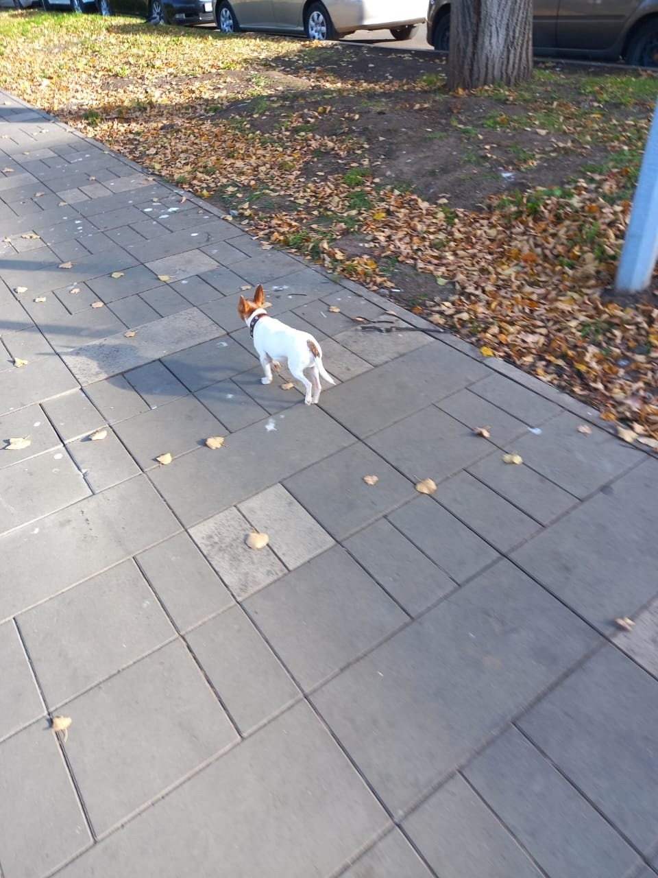 Пропала собака в Нижнекамске — фото объявления