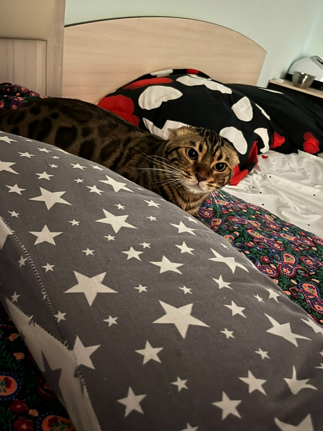 Пропала кошка в Нижнекамске — фото объявления