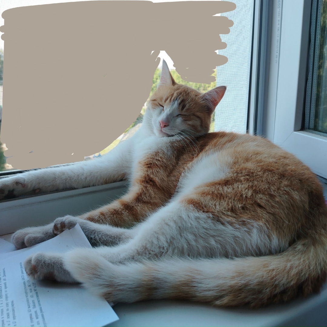 Пропала кошка в Нижнекамске — фото объявления