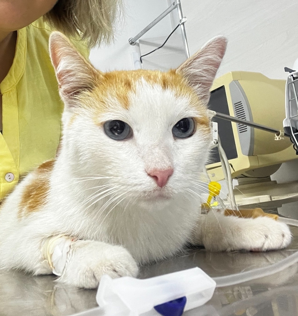 Пропала кошка в Нижнекамске — фото объявления