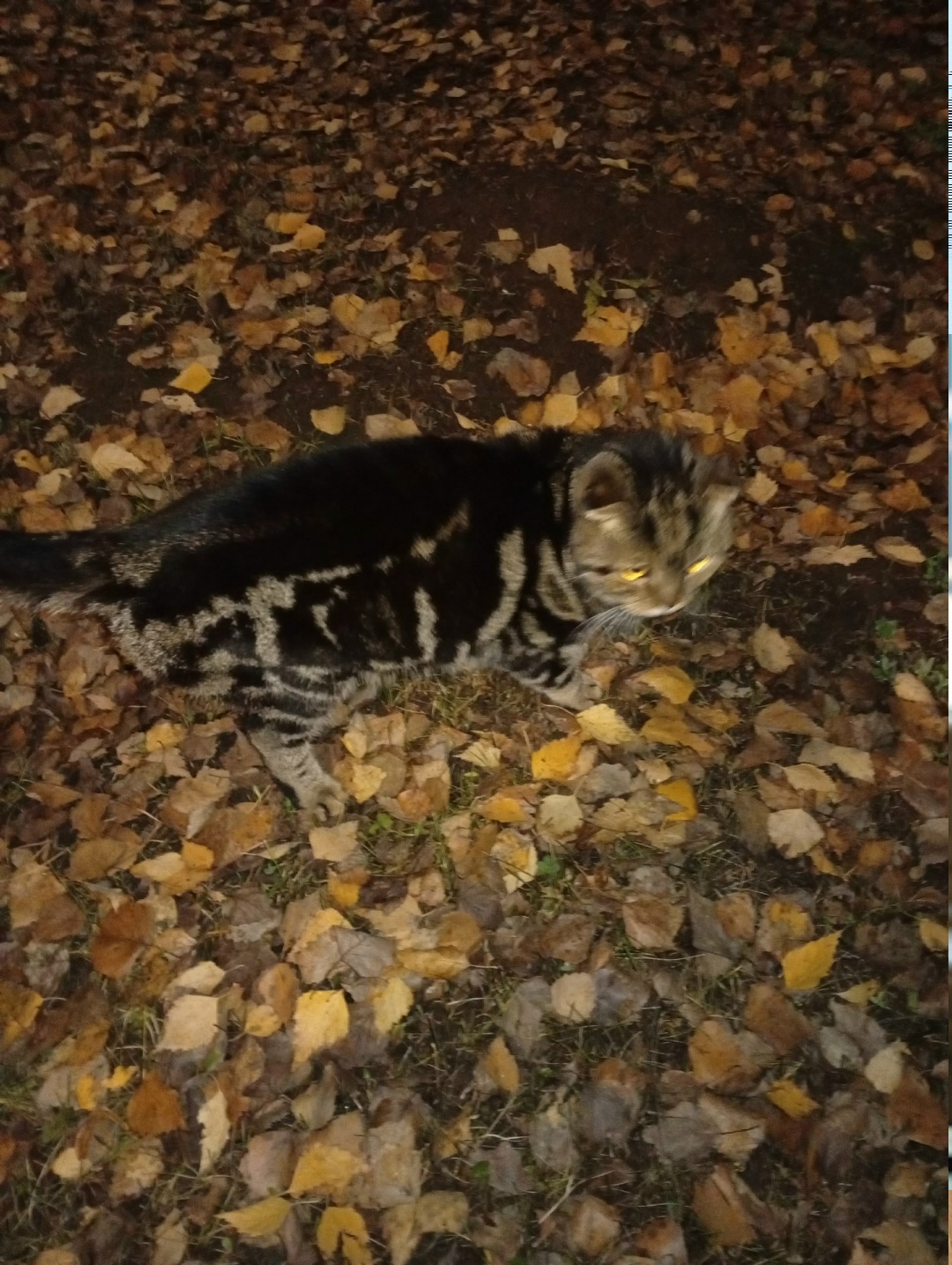 Пропала кошка в Нижнекамске — фото объявления