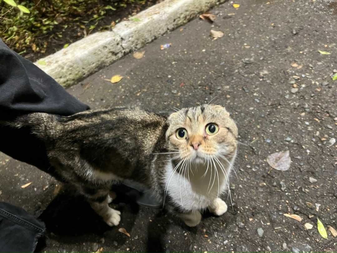 Пропала кошка в Нижнекамске — фото объявления