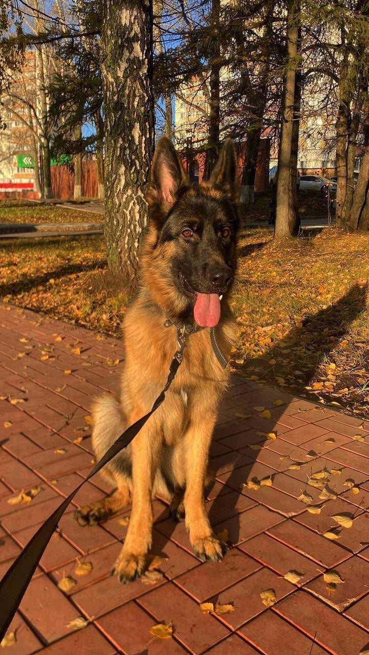 Пропала собака в Нижнекамске — фото объявления