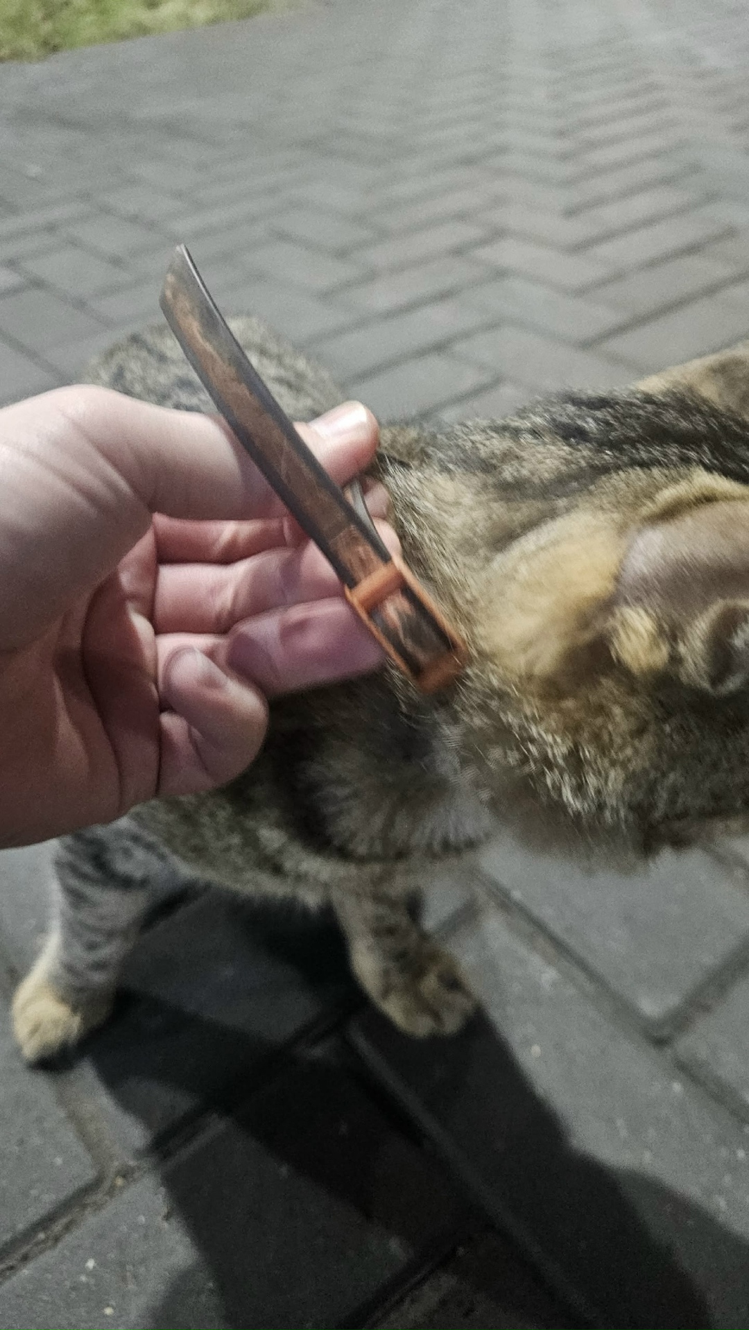 Пропала кошка в Нижнекамске — фото объявления