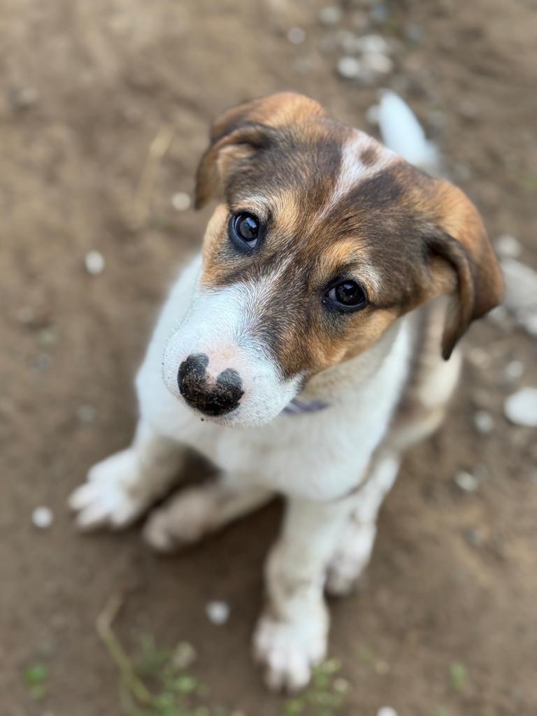 Пропала собака в Нижнекамске — фото объявления