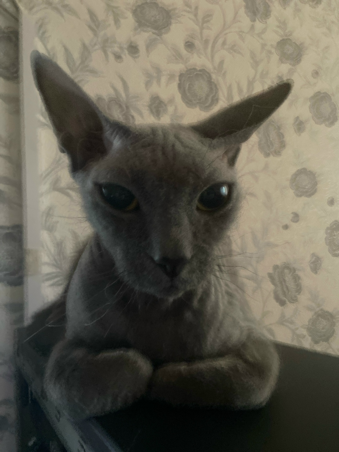 Пропала кошка в Нижнекамске — фото объявления