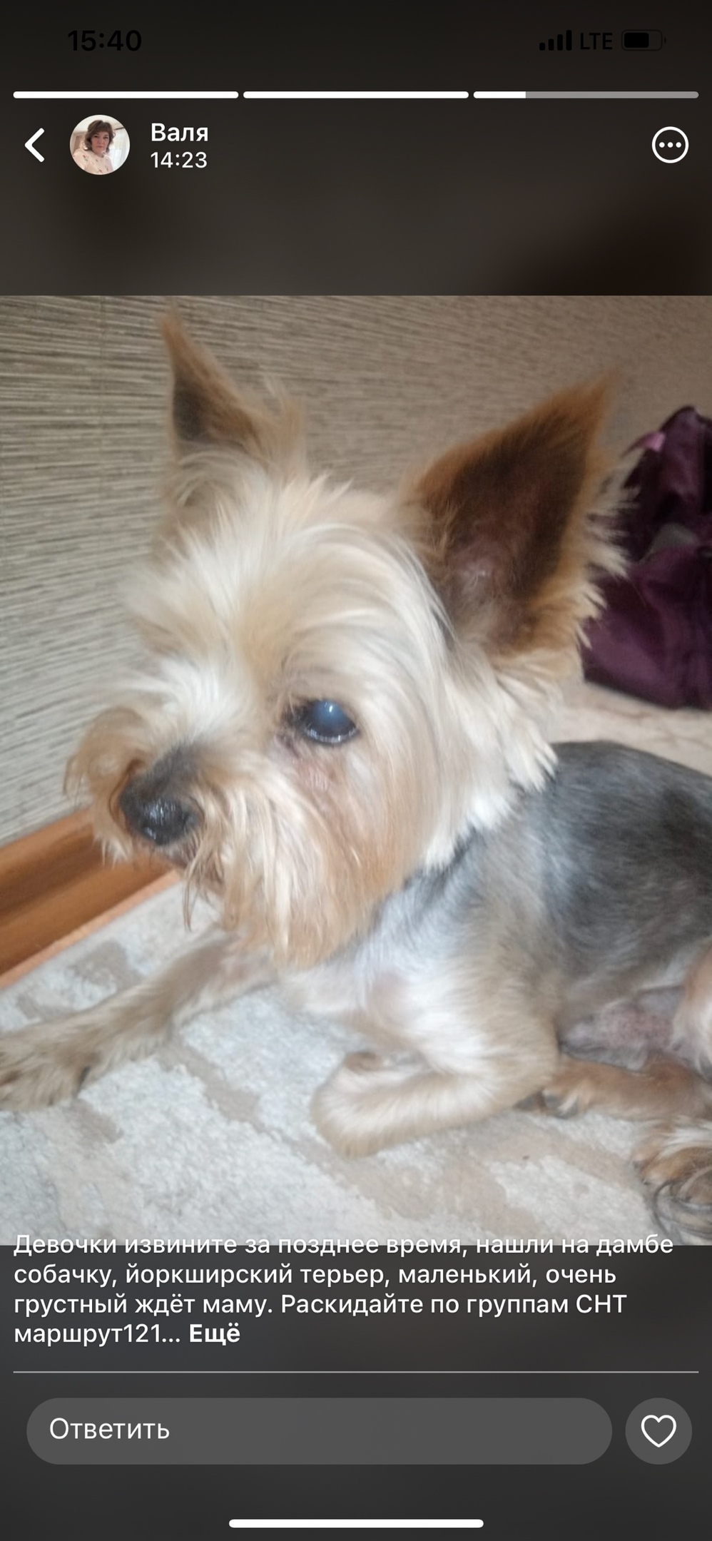 Пропала собака в Нижнекамске — фото объявления